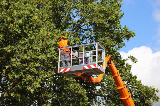 How Our Tree Care Process Works  in  Nitro, WV